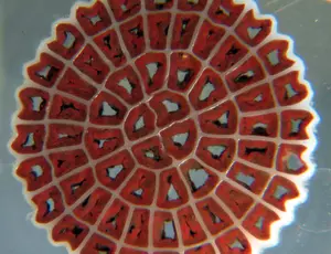 Ammonia-loaded effluents